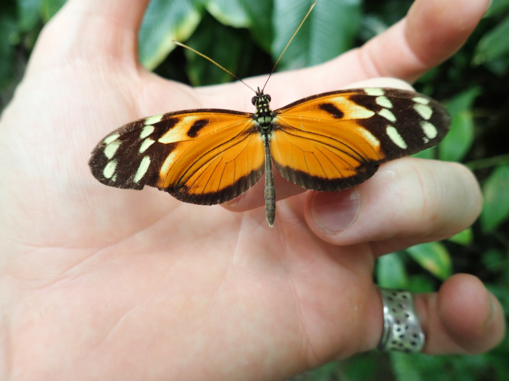 orange butterfly.jpeg