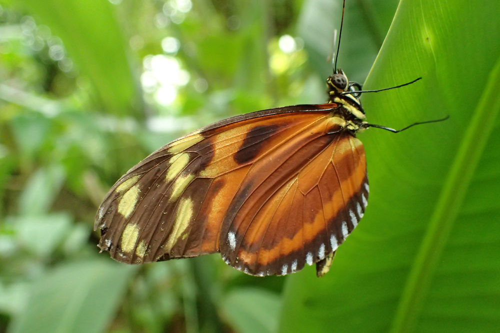 brown butterfly.jpeg
