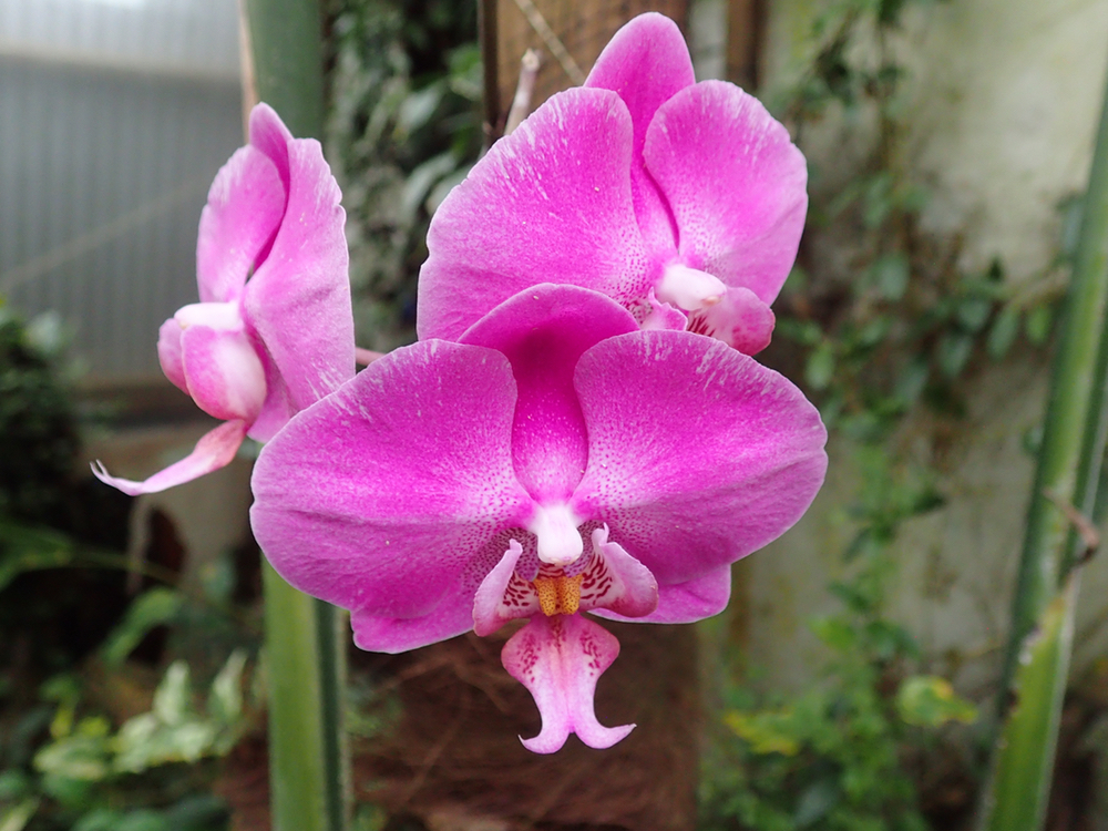 pink orchid.jpeg