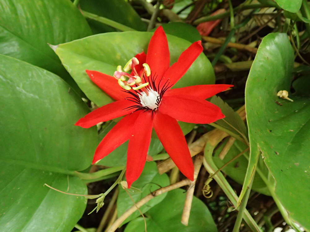 red flower.jpeg
