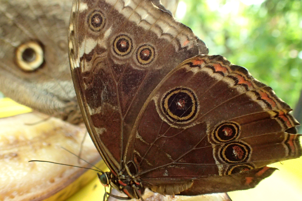 wing pattern.jpeg