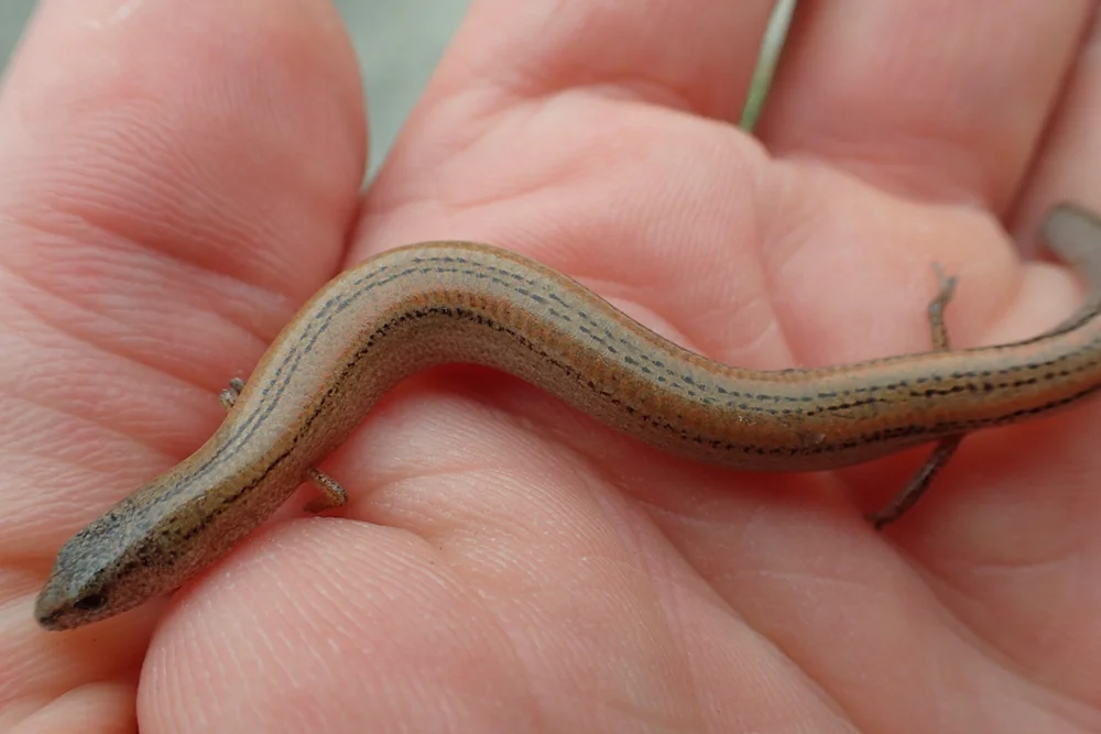 A Snake! With Legs!
