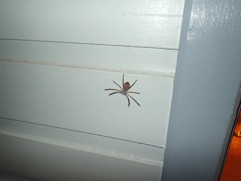 Big Ass Hairy Spider