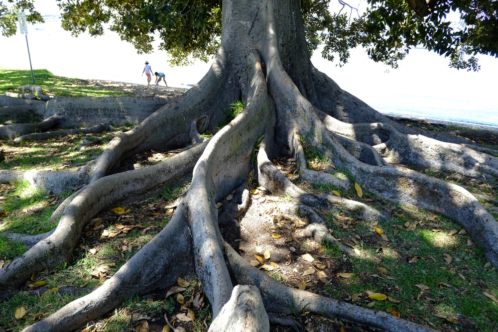 big roots.jpeg