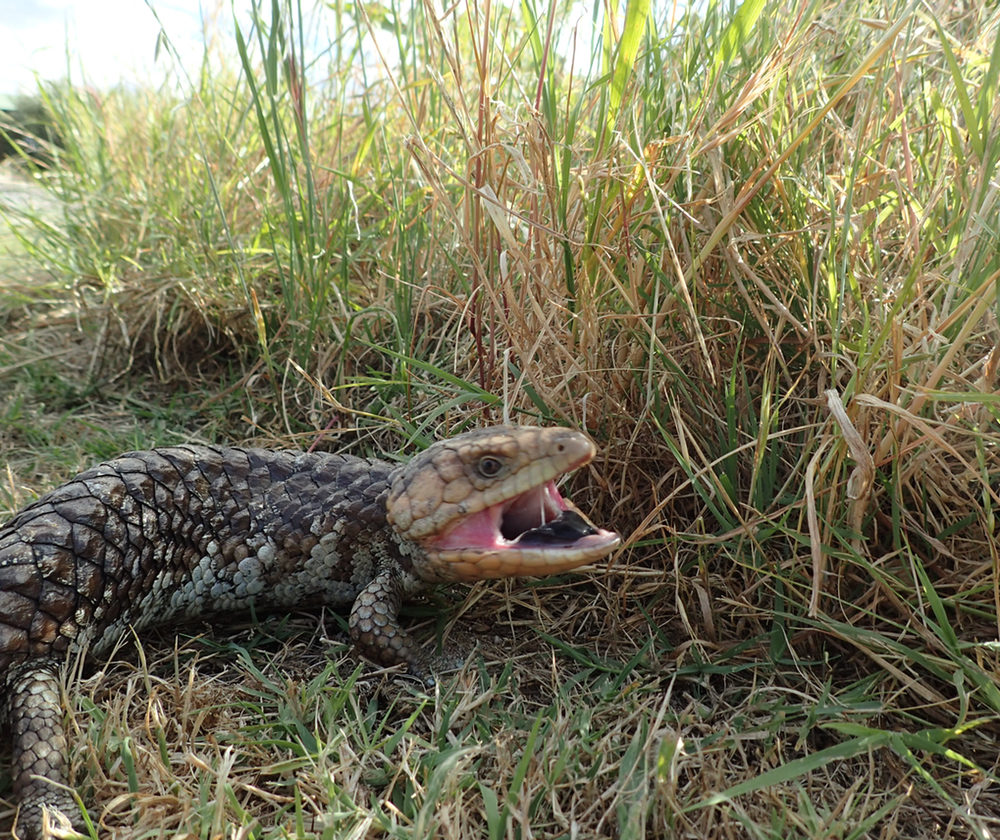 pissed off lizard.jpeg