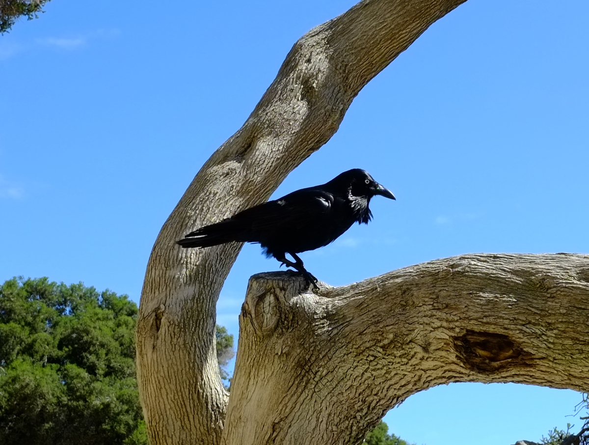 Raven.jpeg