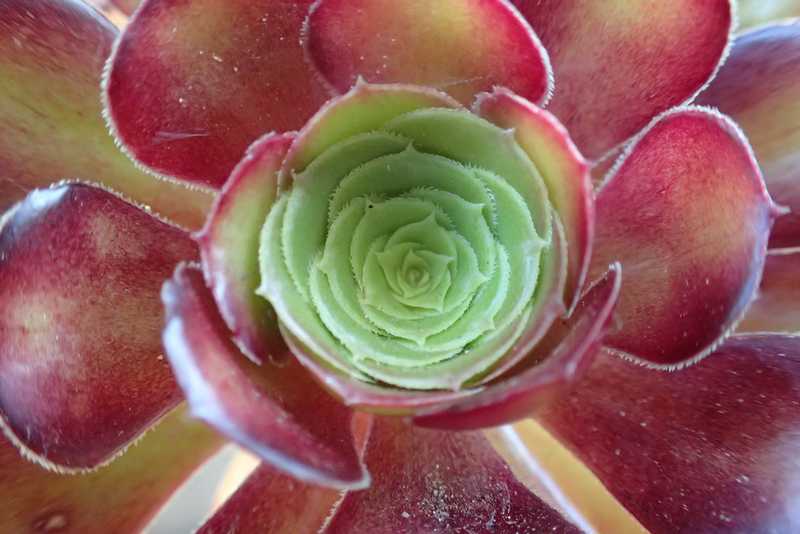 red fractal plant.jpeg