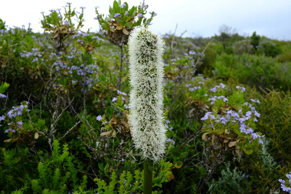 Wild Flower Season