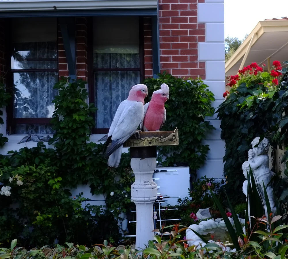 Rosellas, I think. They were everywhere.