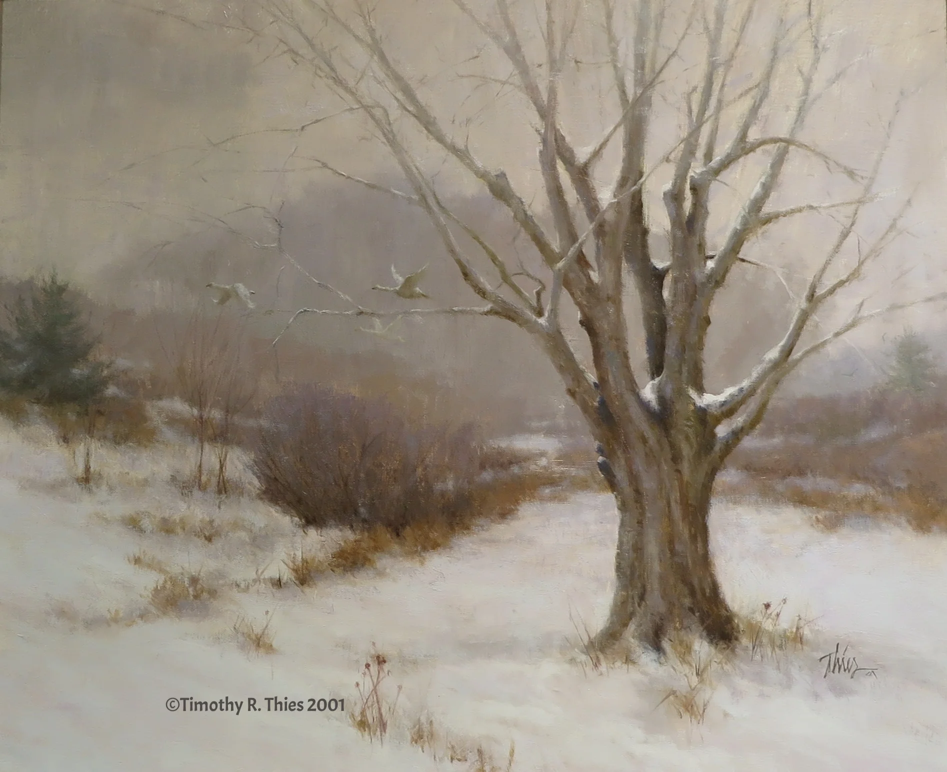 "Winter Maple" Oil 20" x 24" ©Timothy R. Thies 2001