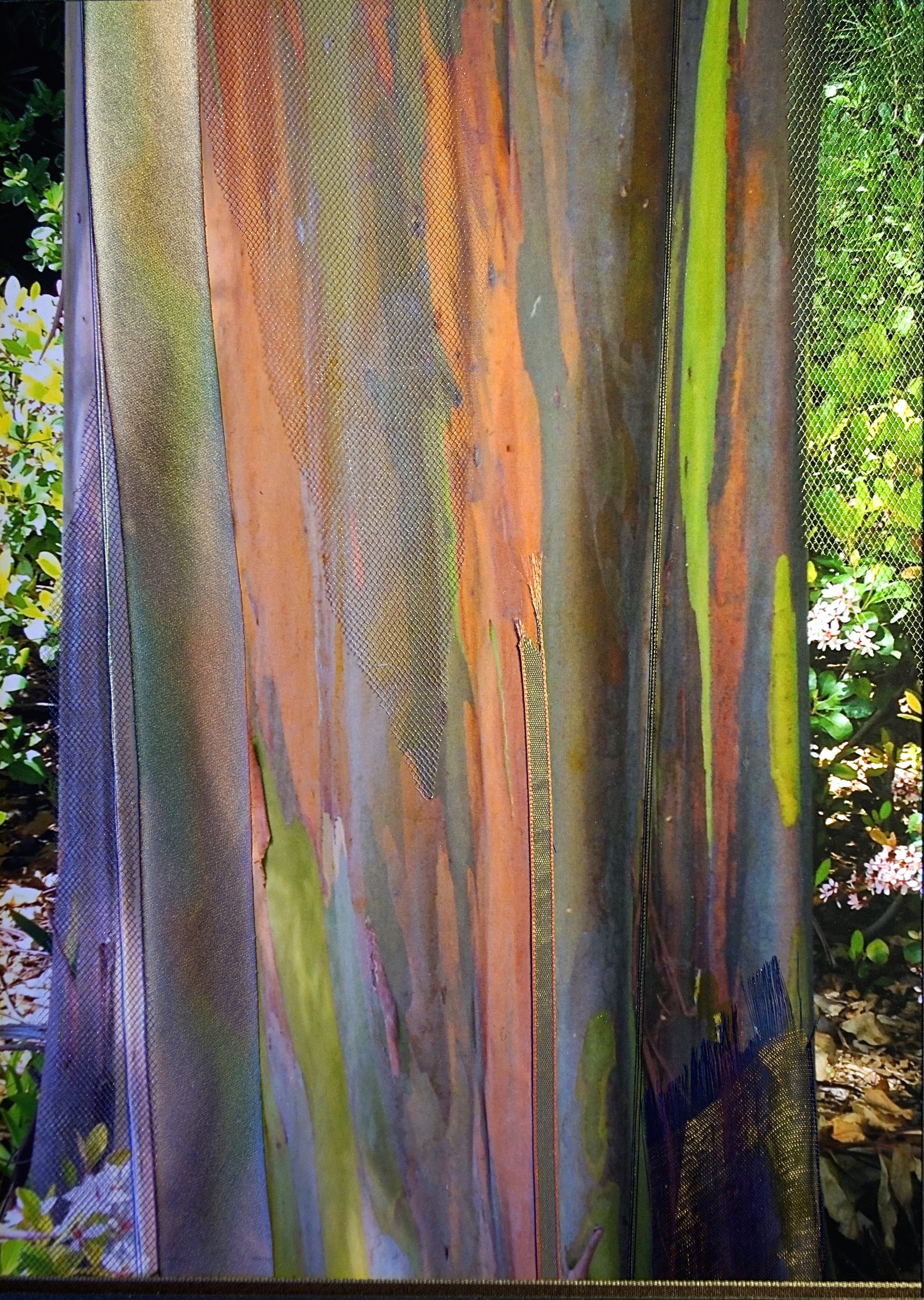   Nature Interlaced Series    Rainbow Eucalyptus   15" x 18"&nbsp;  Paper and Silks  2015 