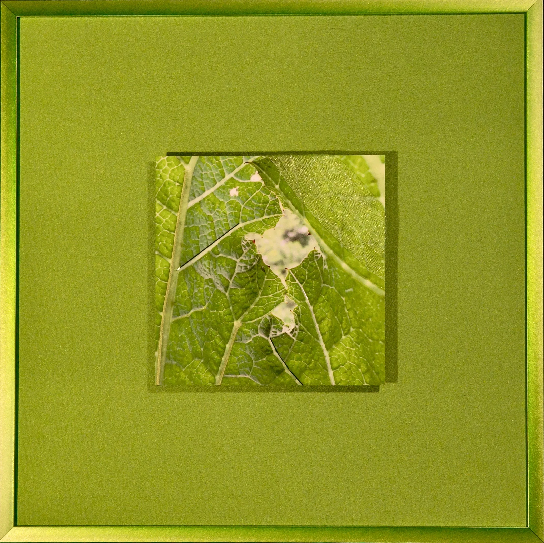 Chroma Series Cadmium 14” Sq Metal Print with Silks 2018