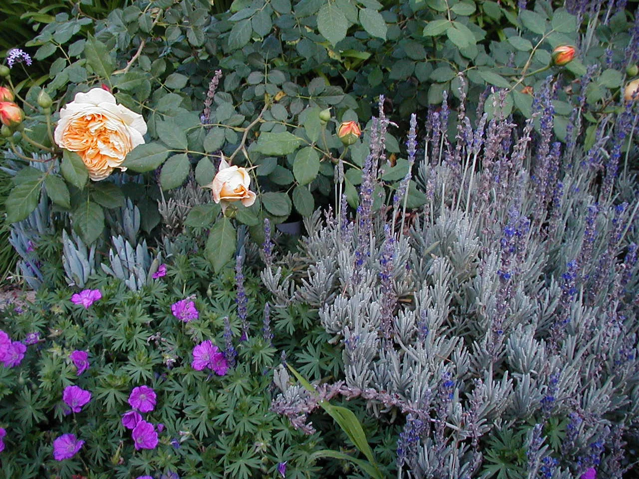 Image096.jpg