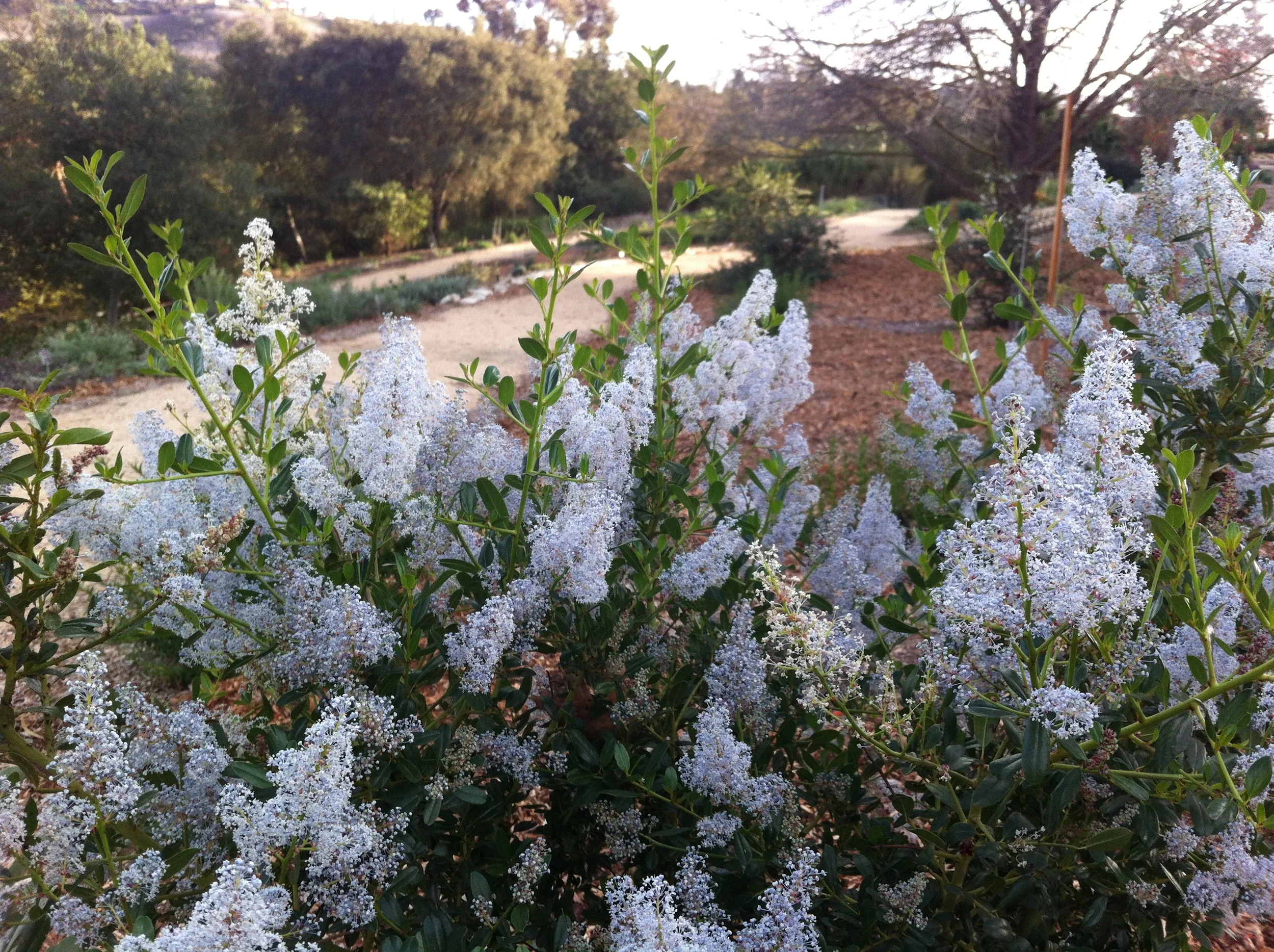 Ceanothus spinosus, a cloud of powder blue.