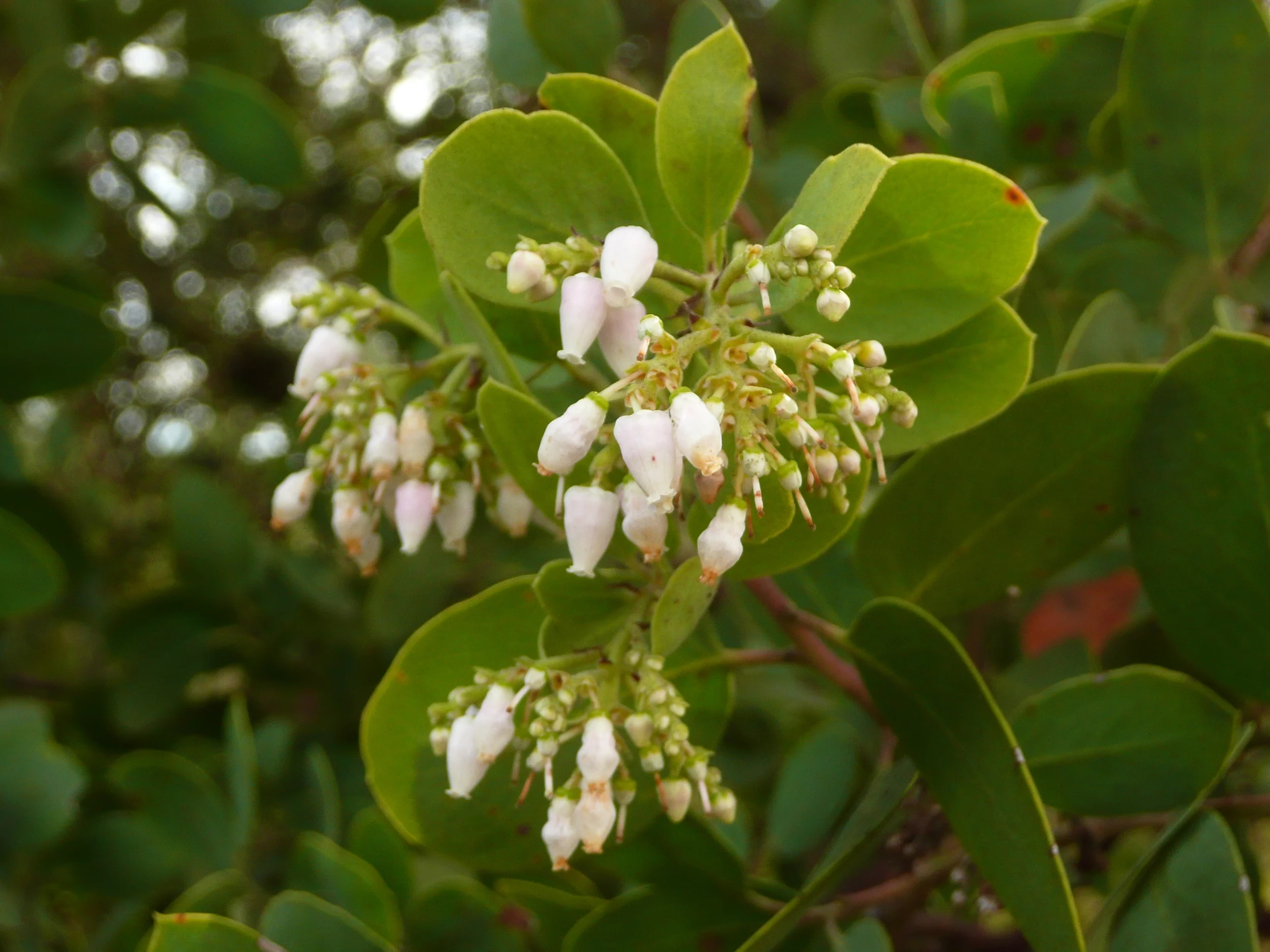 Manzanita flowers.