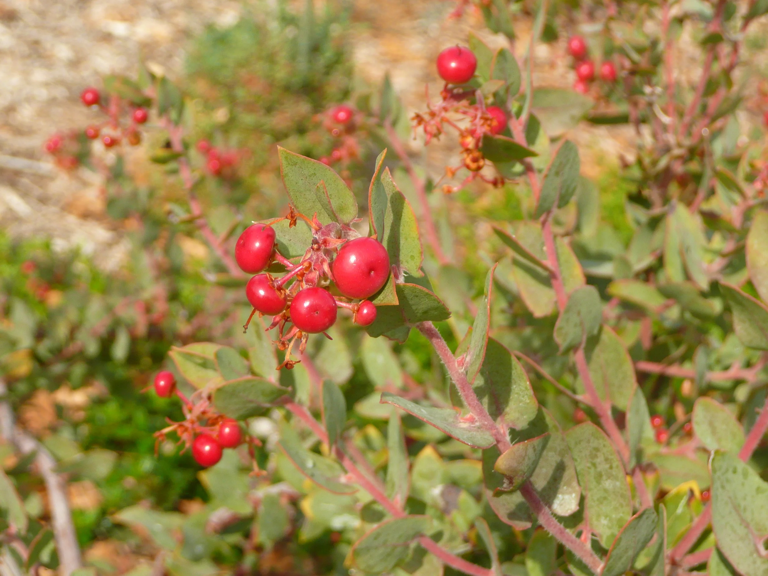 Manzanita fruit/berries
