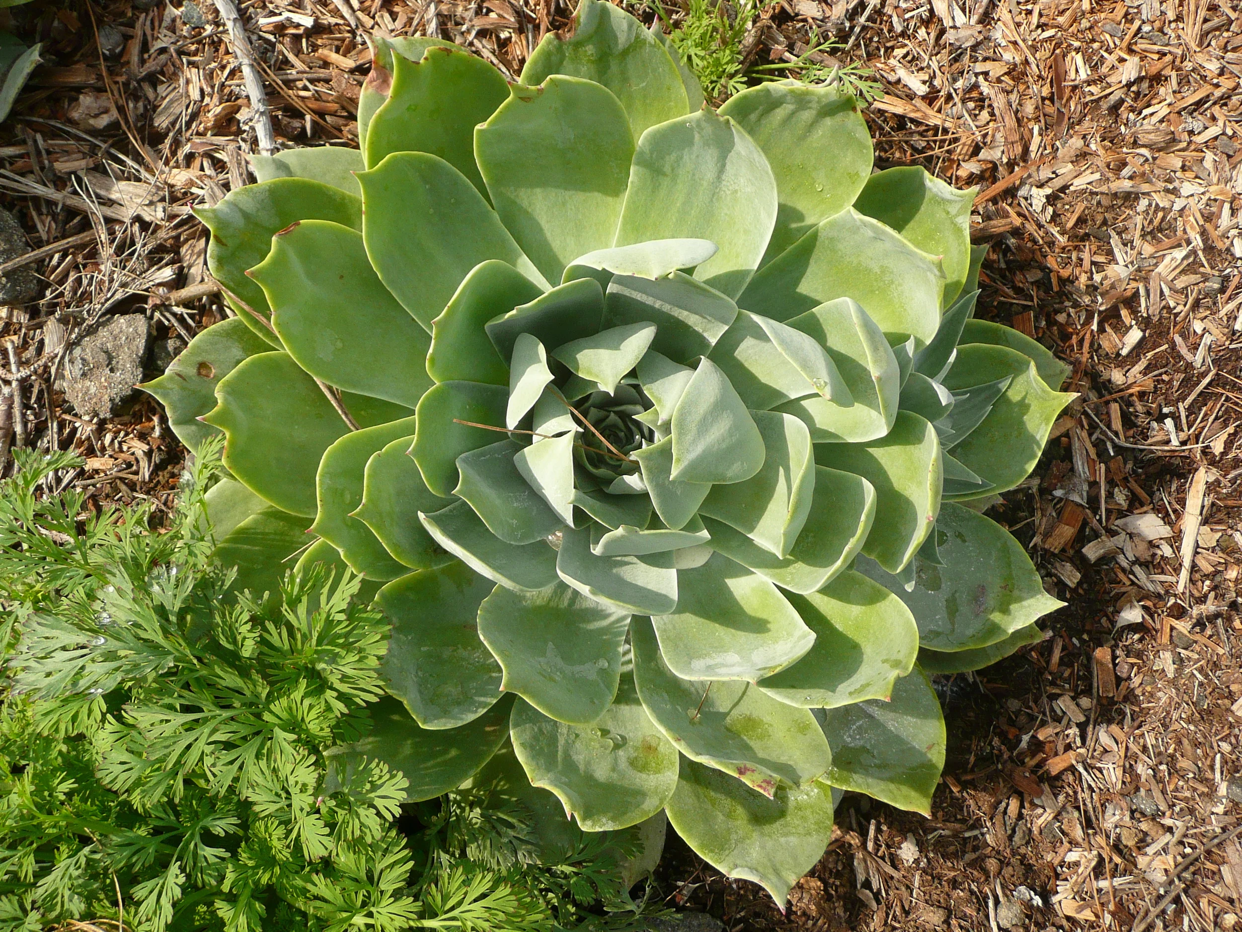 Dudleya pulverulenta