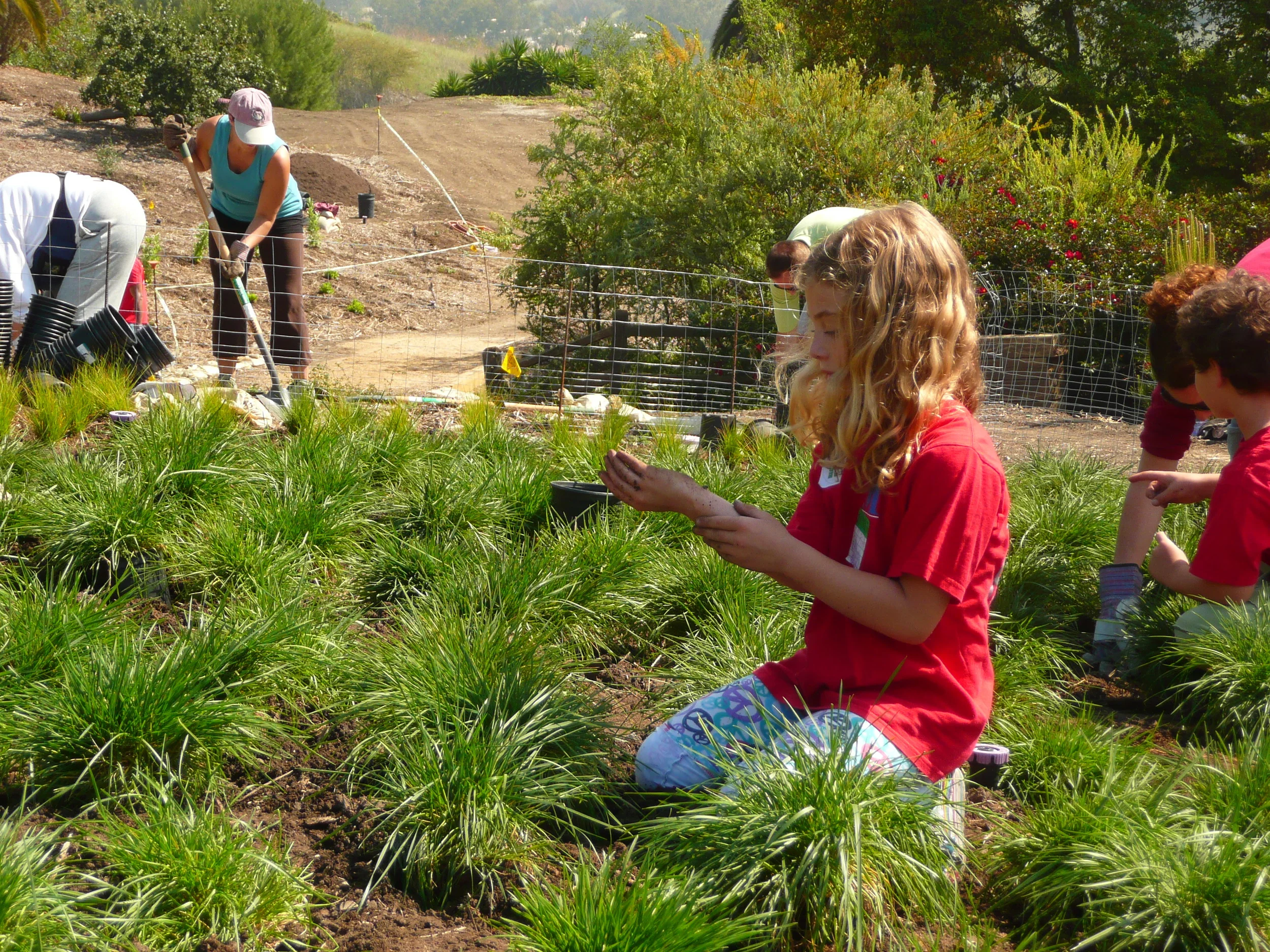Planting the grasses.