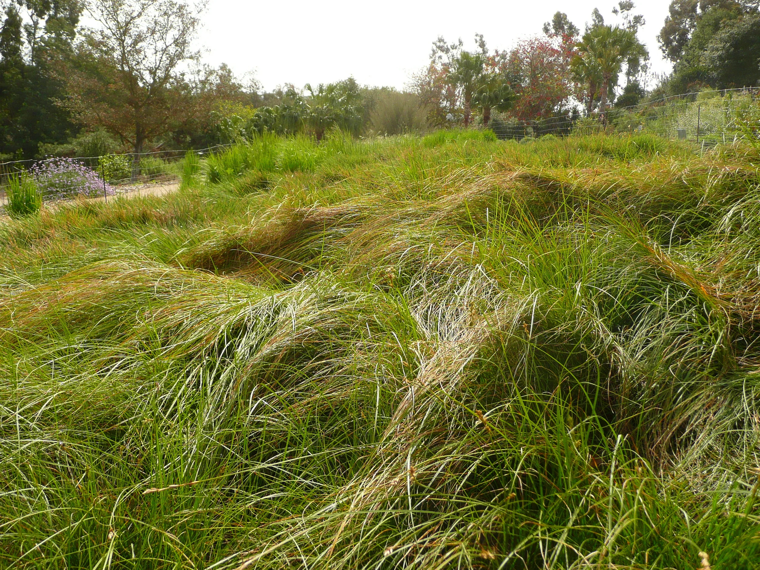 Carex praegracilis