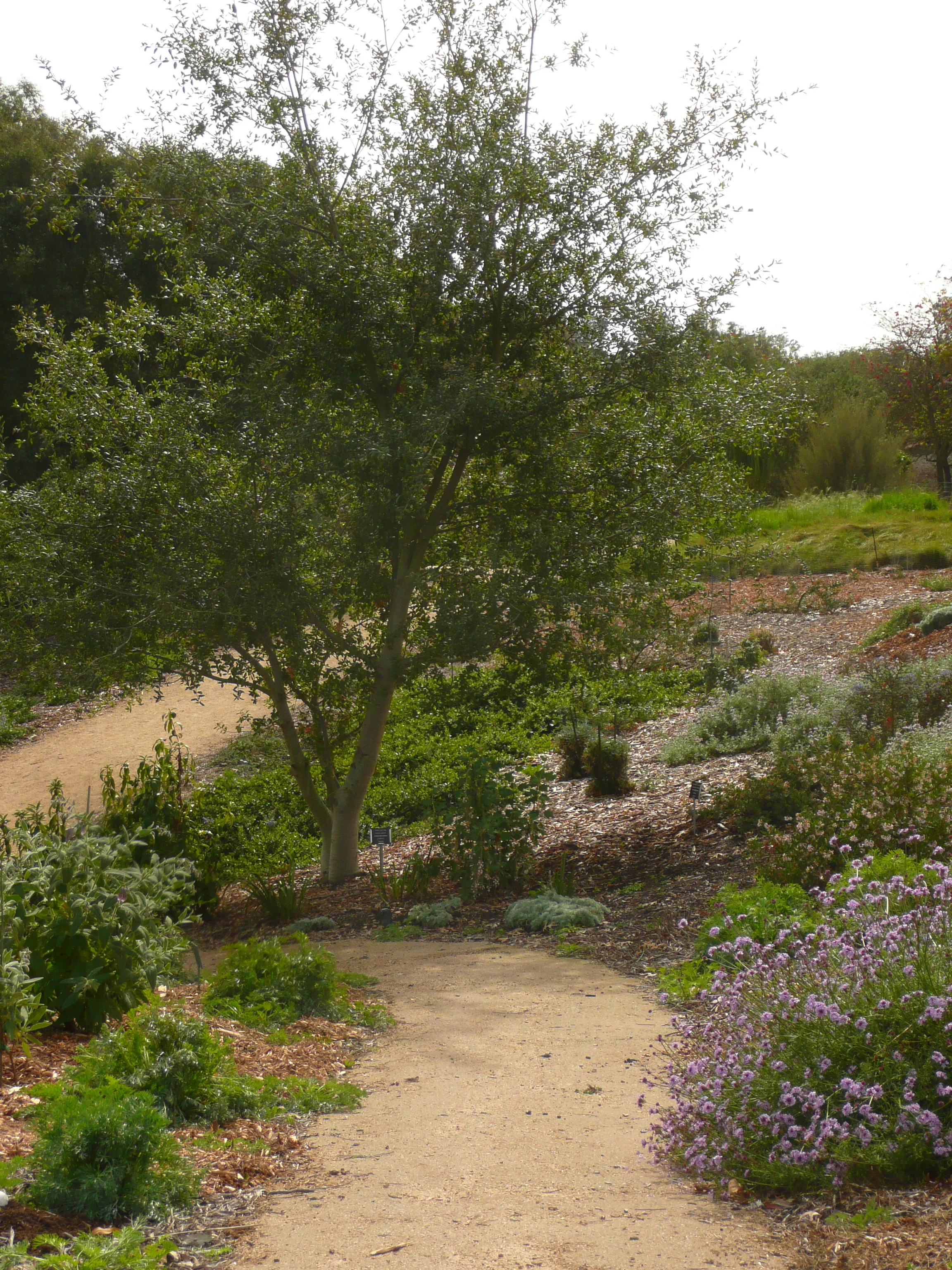 Path through the native garden of the Niguel Botanical Preserve.
