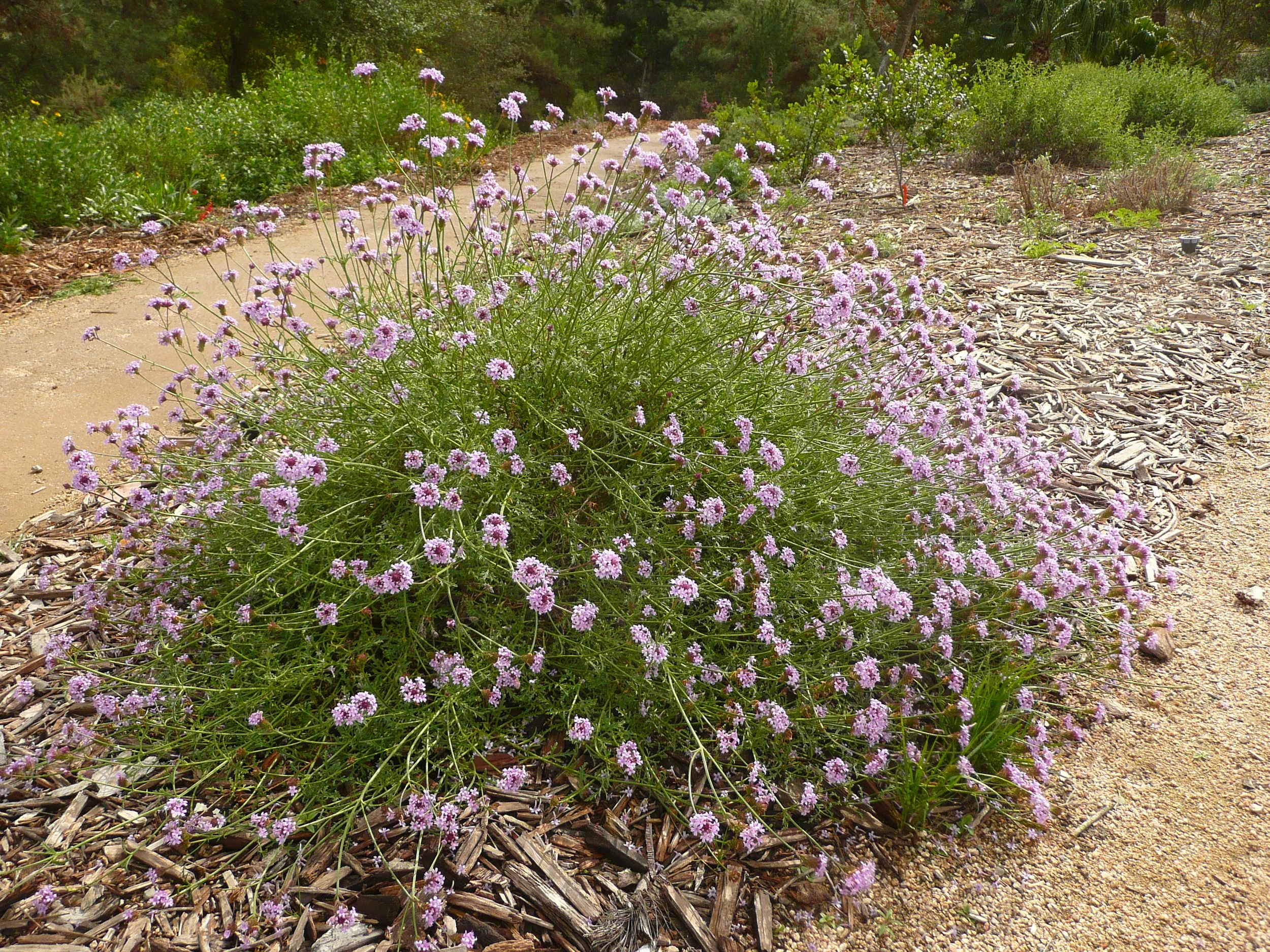 Verbena lilacina 'De La Mina'