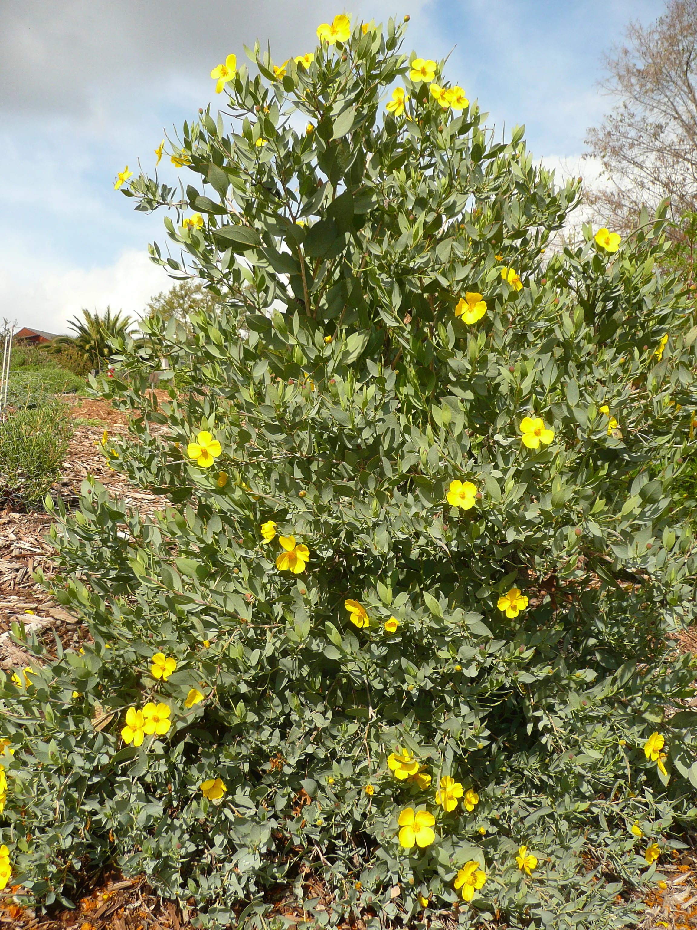 Island Bush Poppy, Dendromecon harfordii