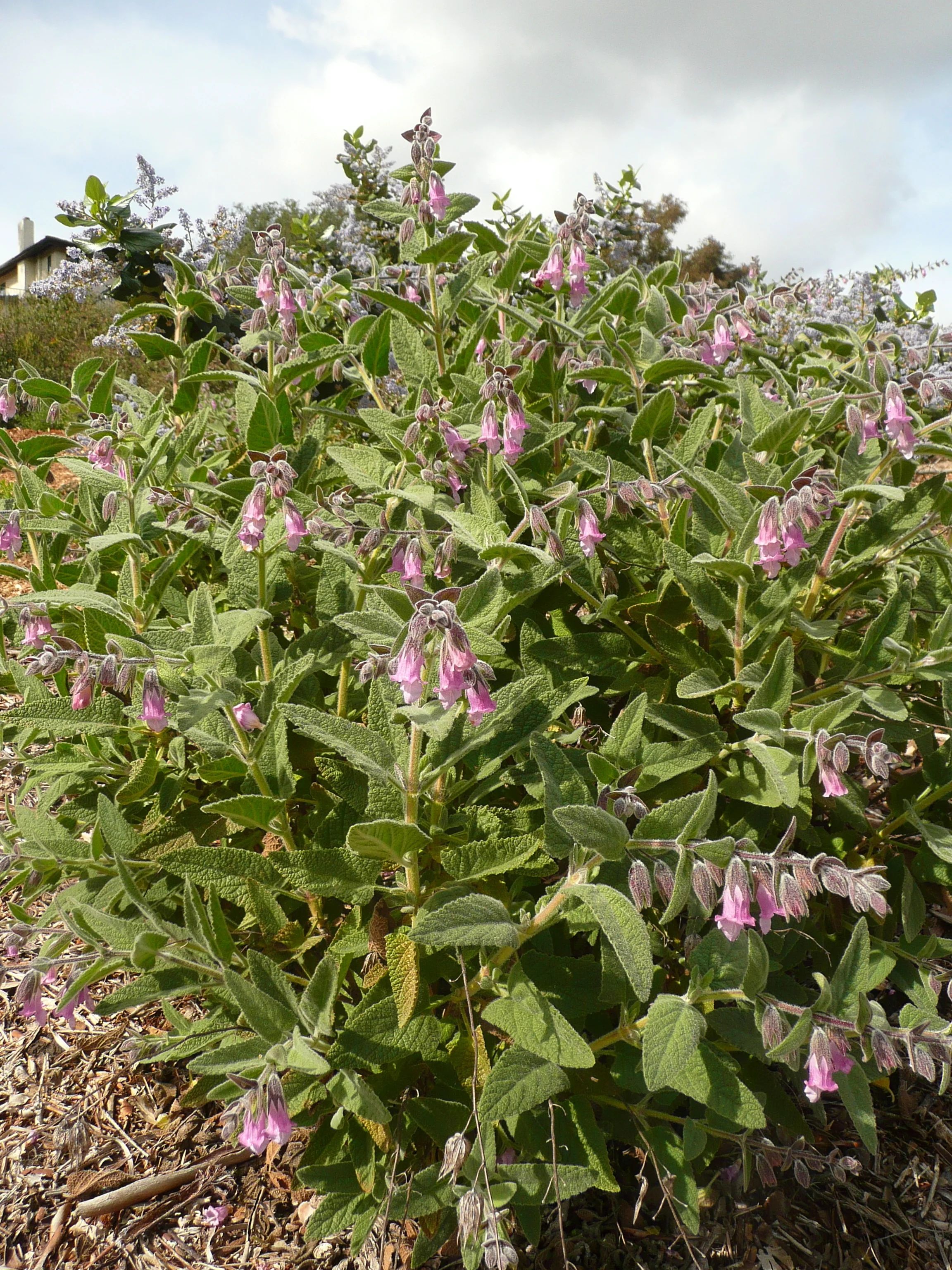 Lepichinia fragrans or Pitcher Sage