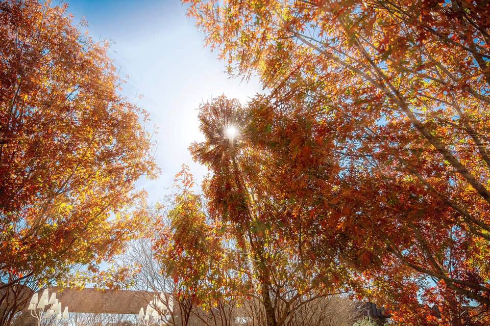 ASOP Austin School of Photography