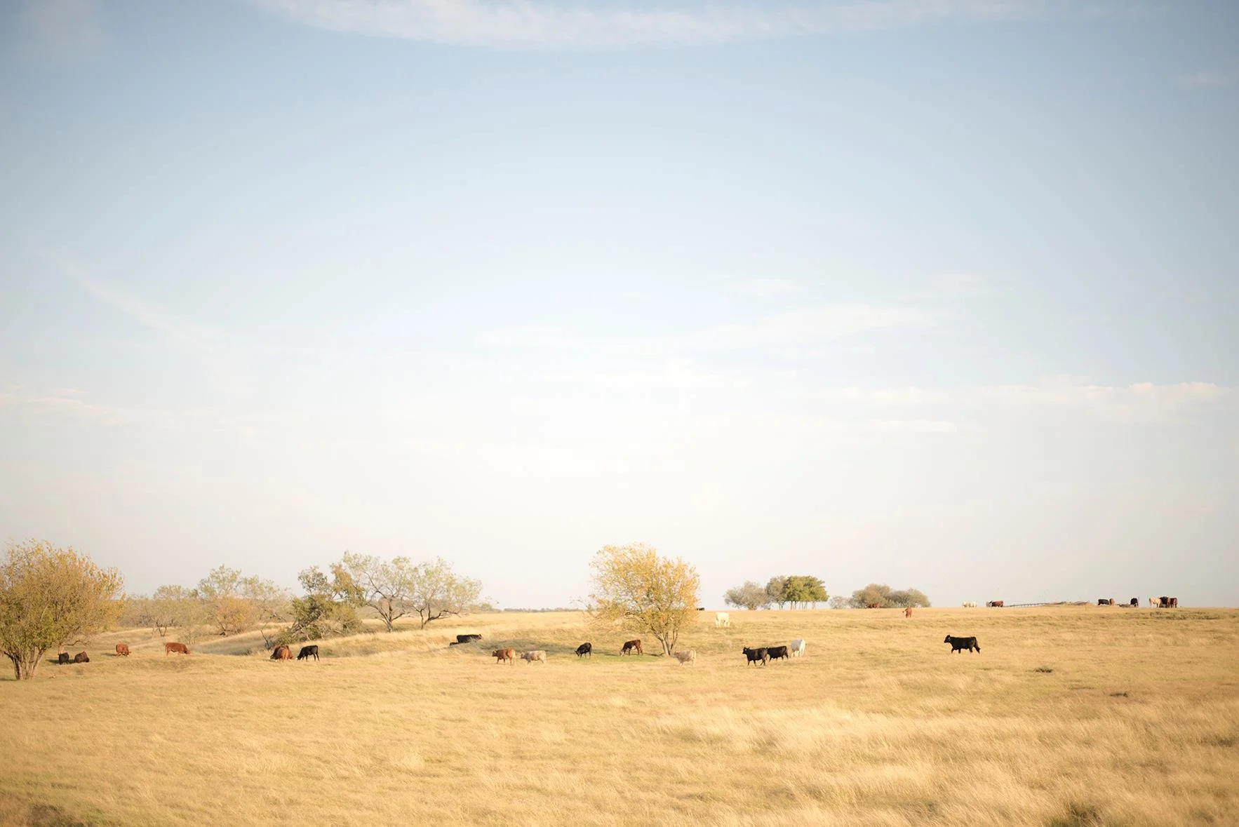 ASOP Austin School of Photography