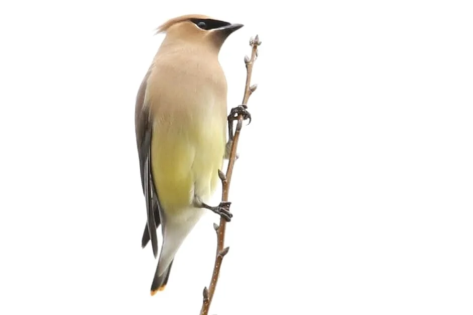 ASOP Austin School of Photography