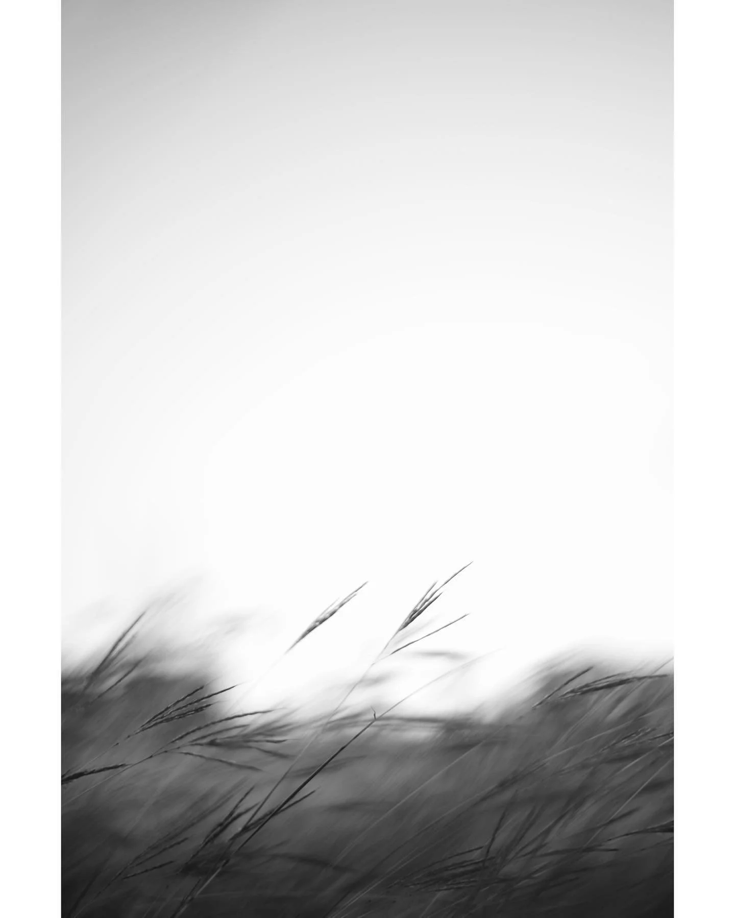 Bella2974932 copy.jpeg