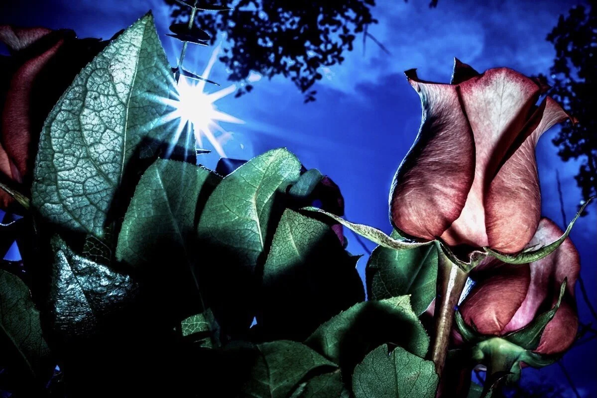 ASOP Austin School of Photography