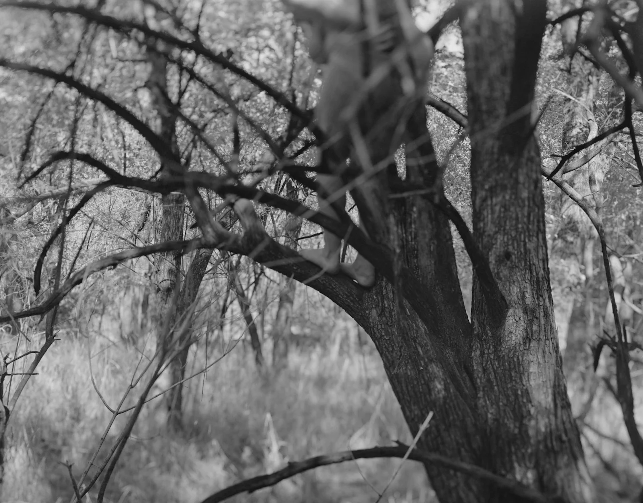 Roost