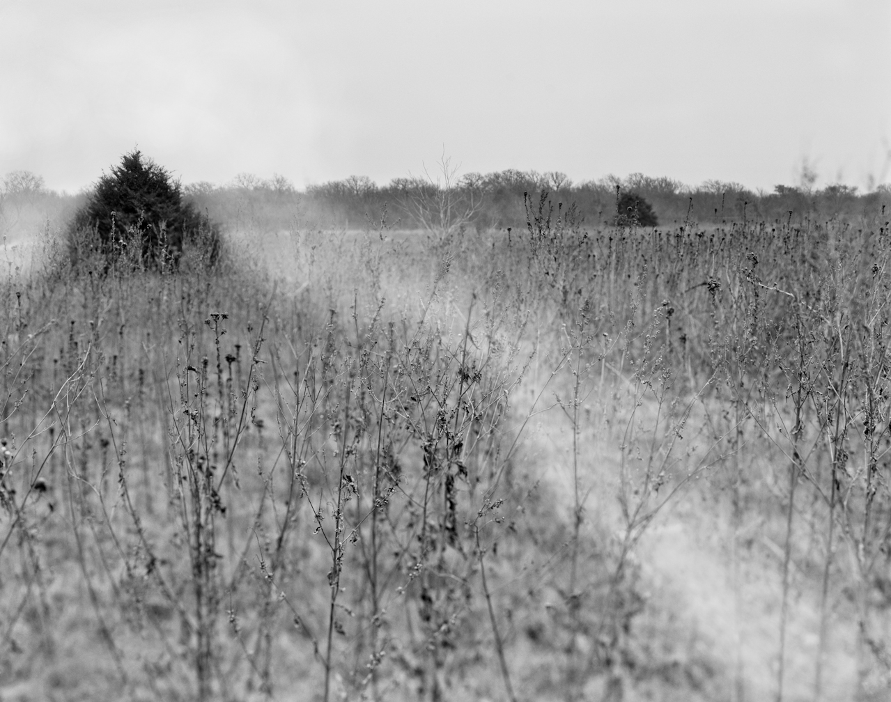 The Meadow