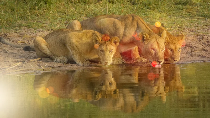 "Which one of your provisions is my own? Oyah, Put am hia!"