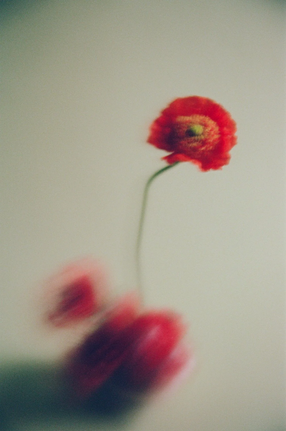 storyfloral-2.jpg