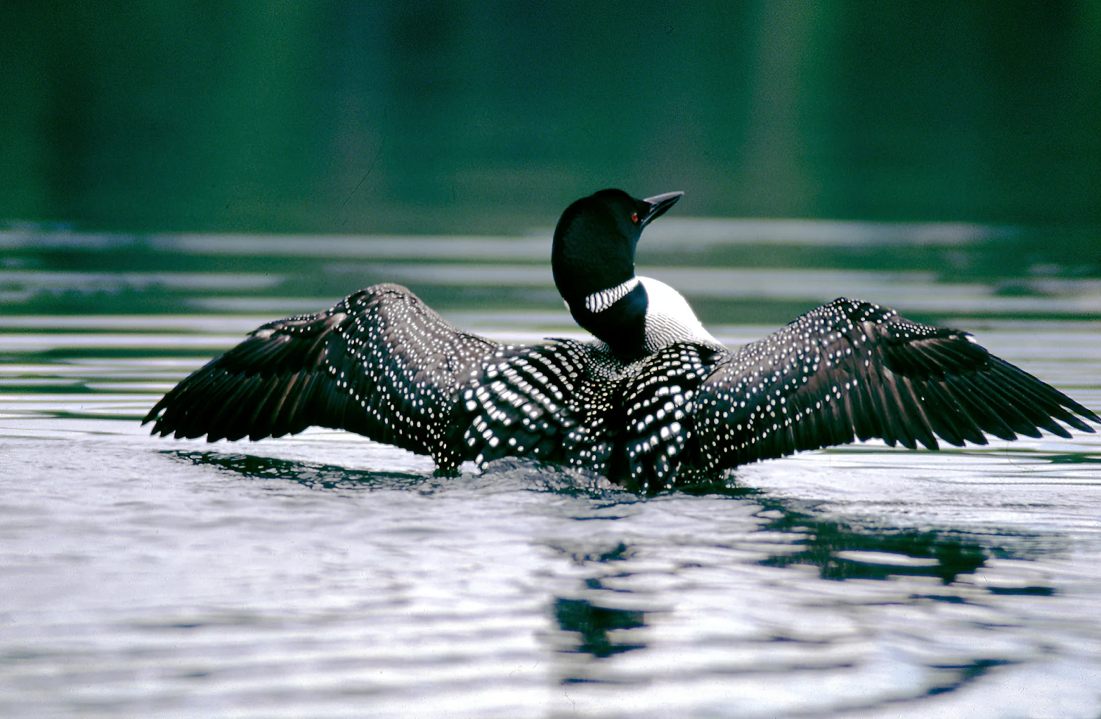 Common Loon.jpg