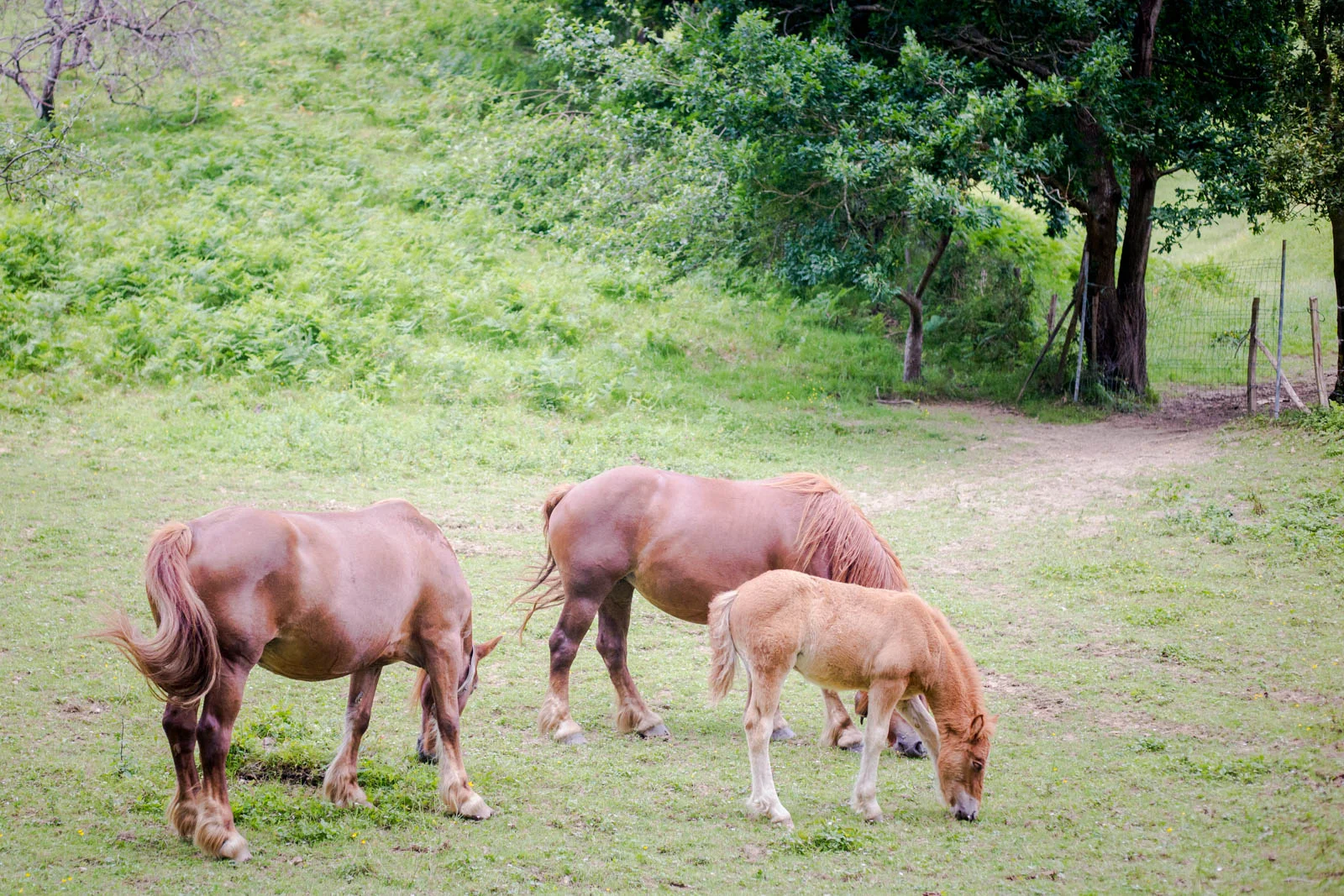 Por el Norte: Día 4 Zumaia - Guernika