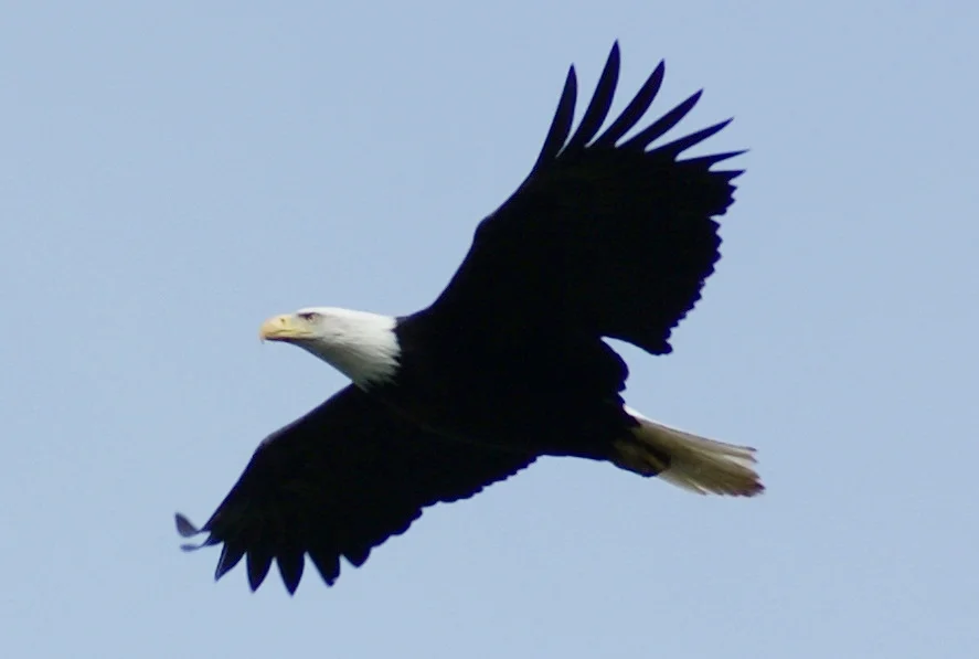 eagle.JPG
