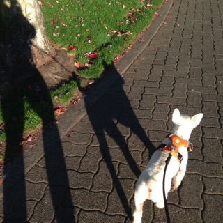 Morning walks with Willie feed my soul...