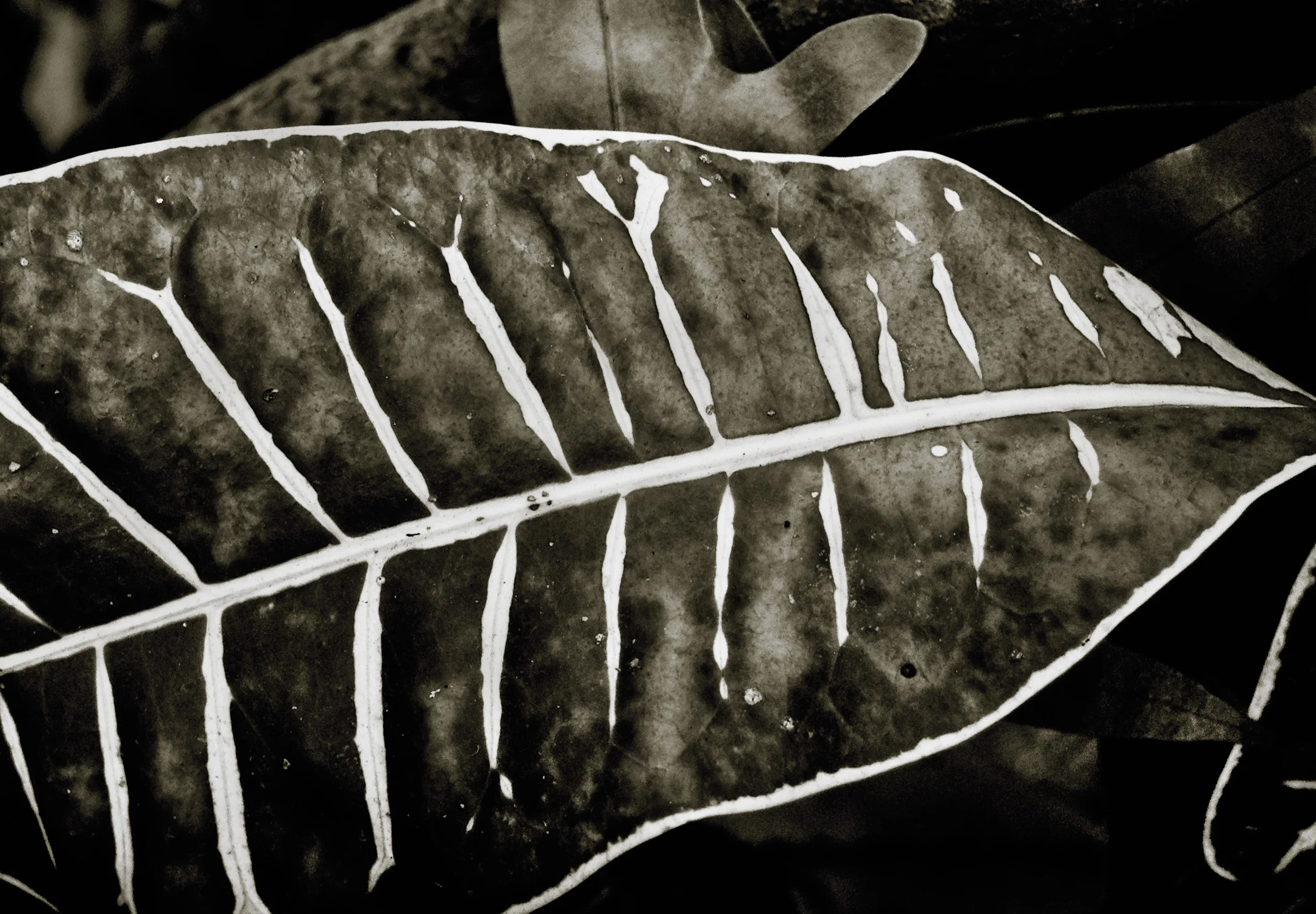 20111203_JAMAICA_0348_DxO-bw.jpg