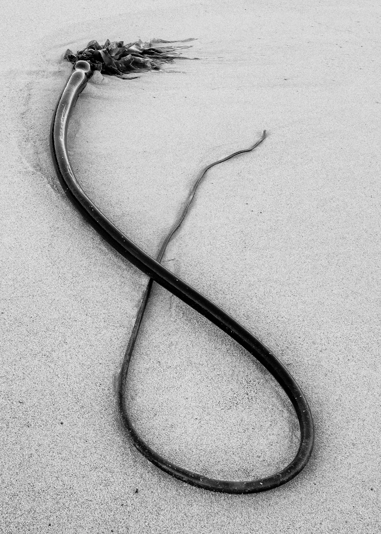 kelp.jpg