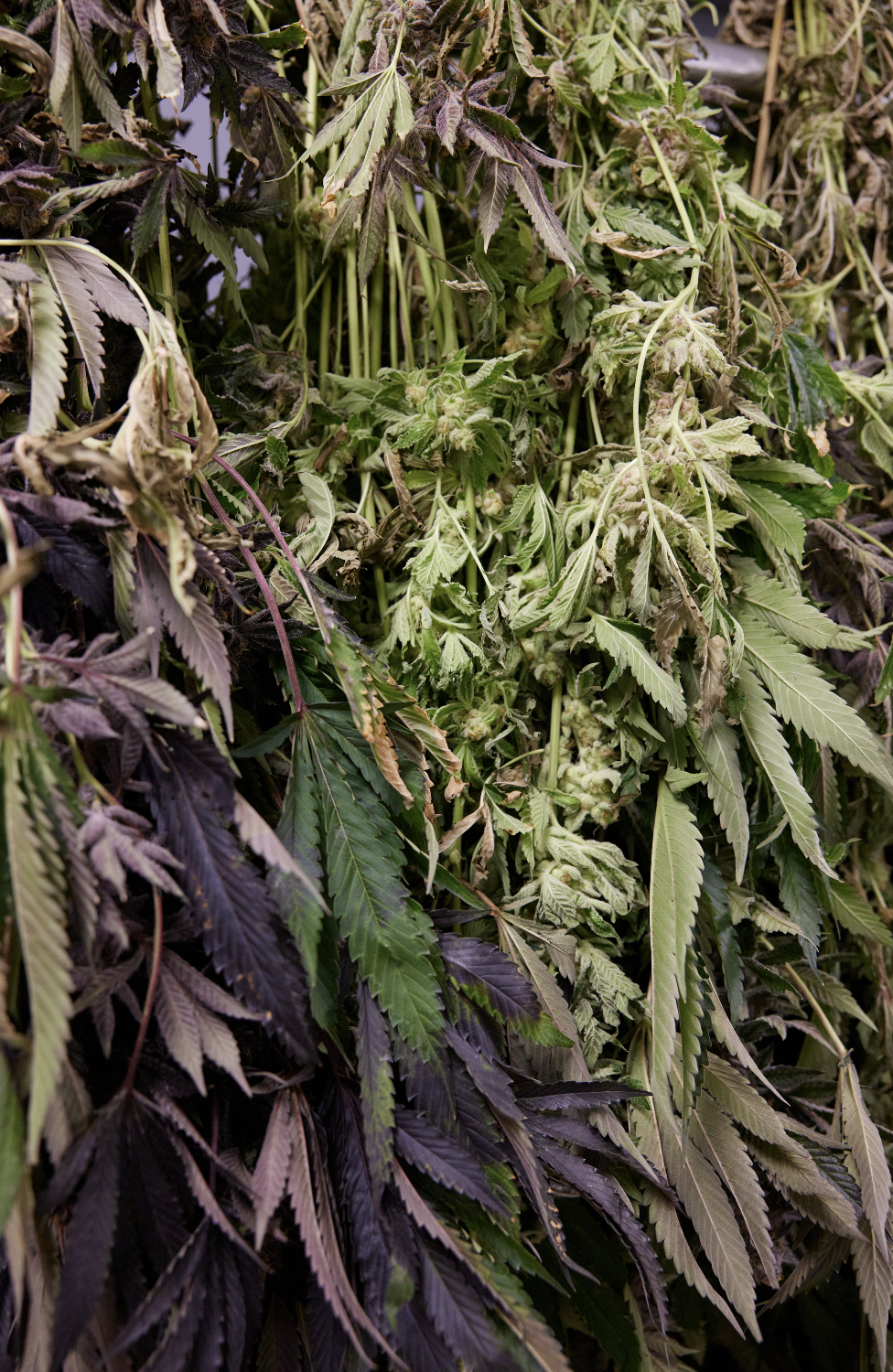 DA_Cannabis_01.png