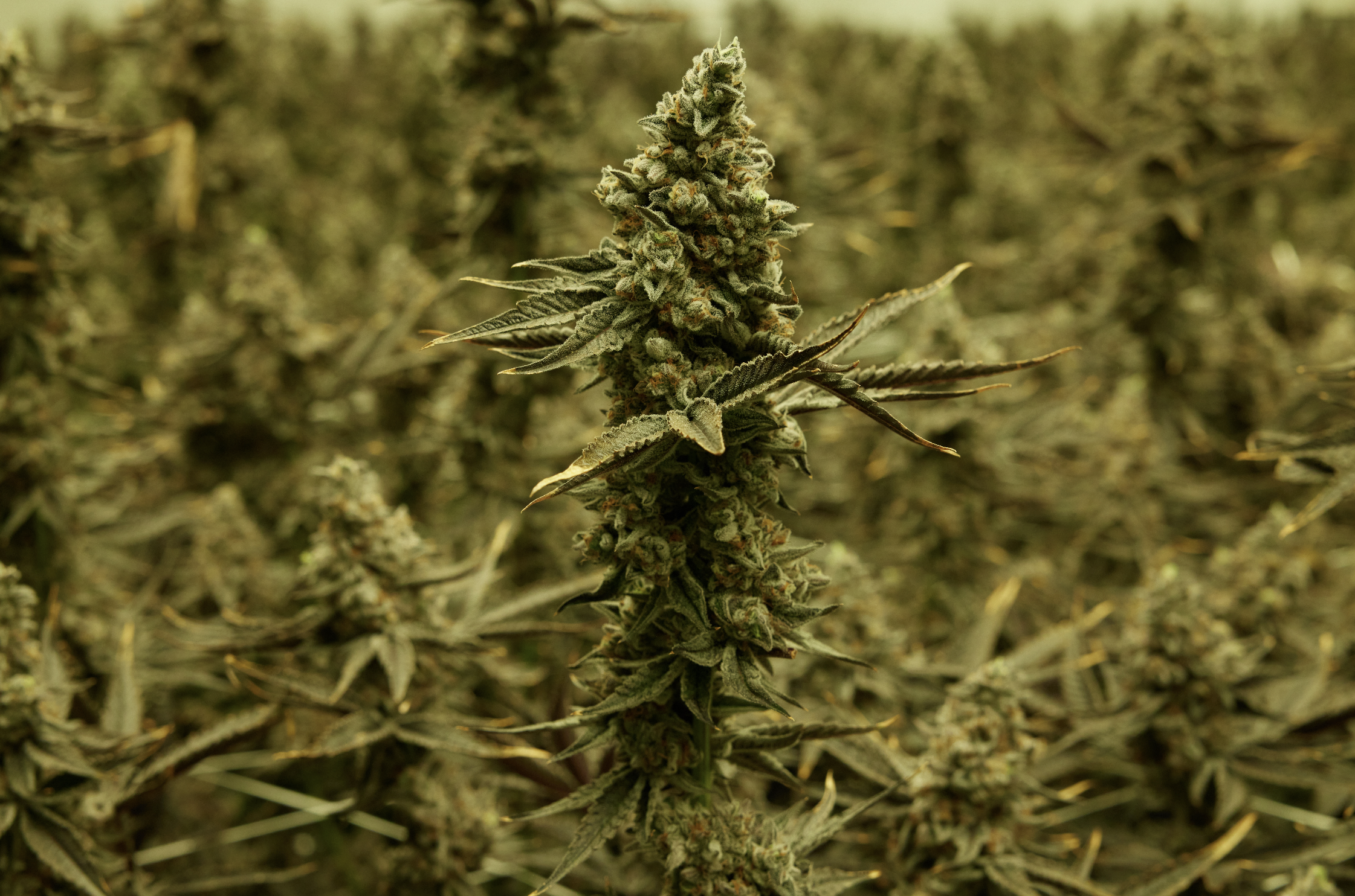 DA_Cannabis_05.png
