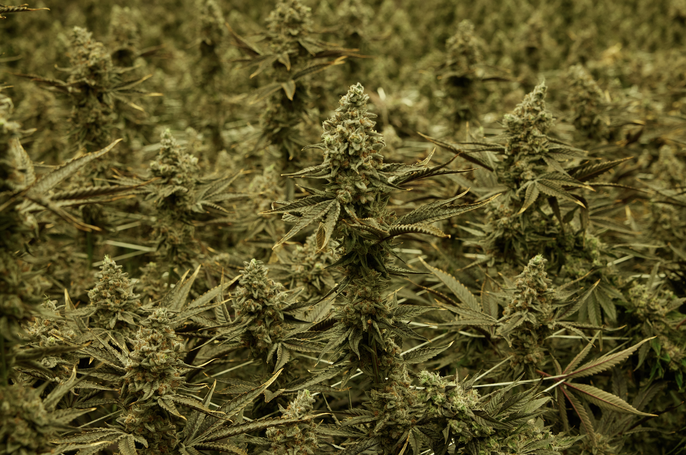 DA_Cannabis_04.png