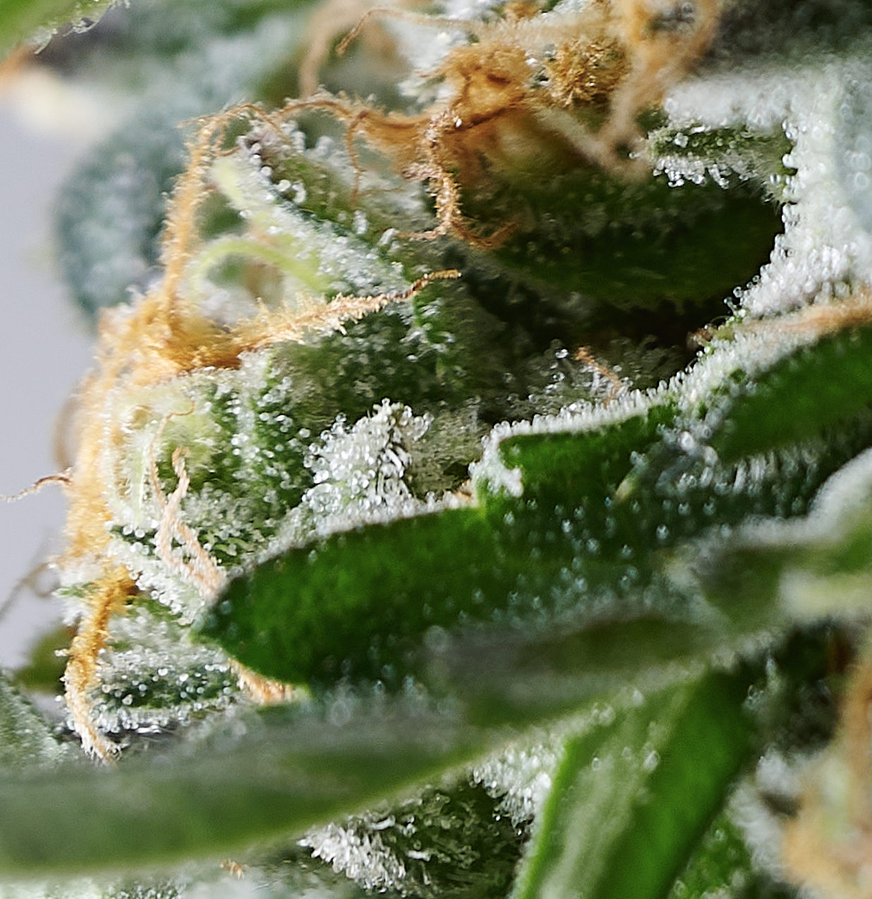 DA_Cannabis_06.png