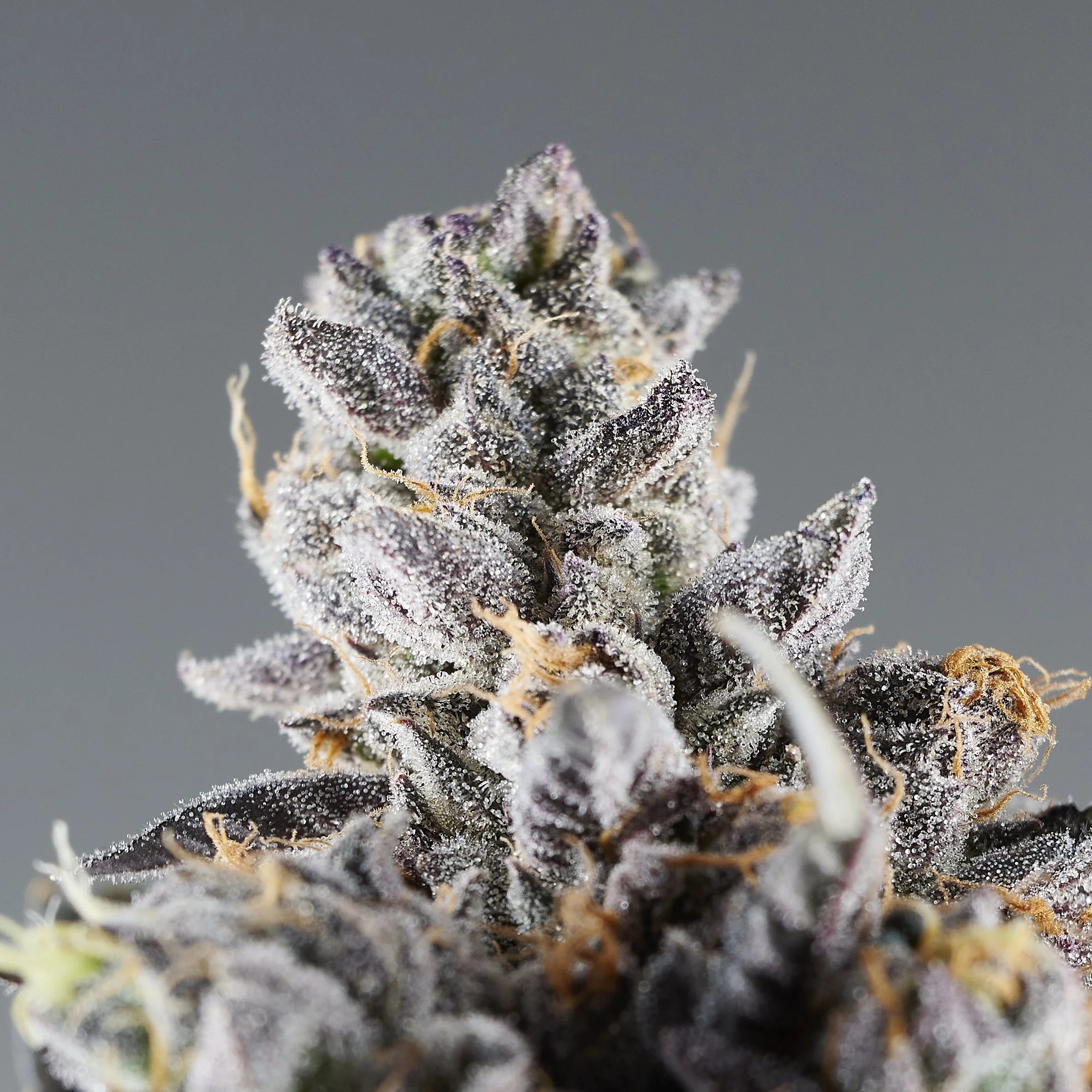 Crunchberry_072.jpg