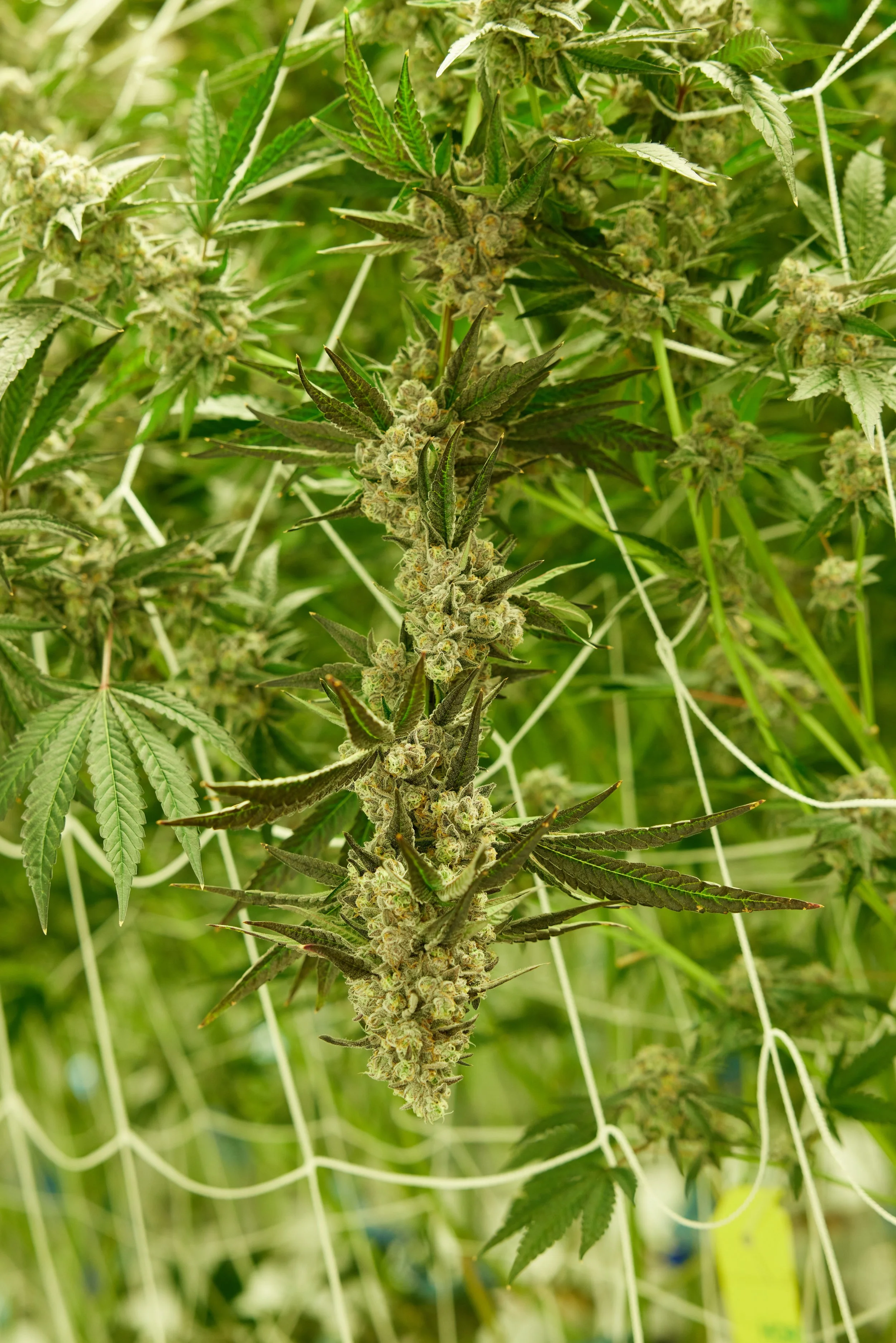FlowerShot03.jpg