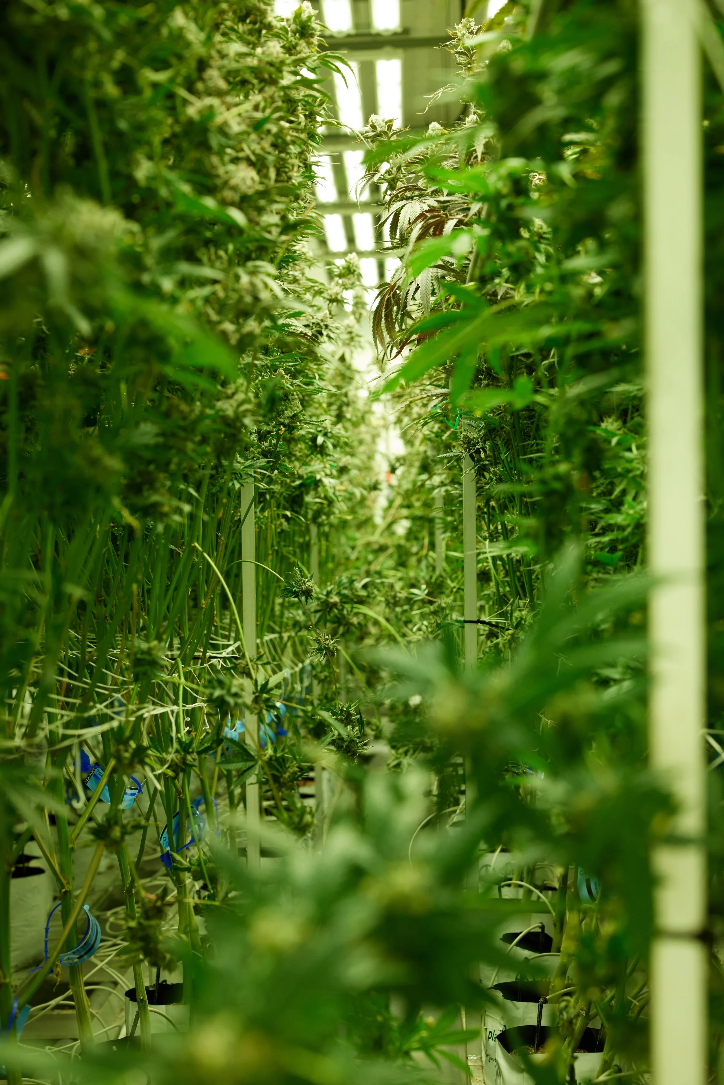 GrowRoom.jpg
