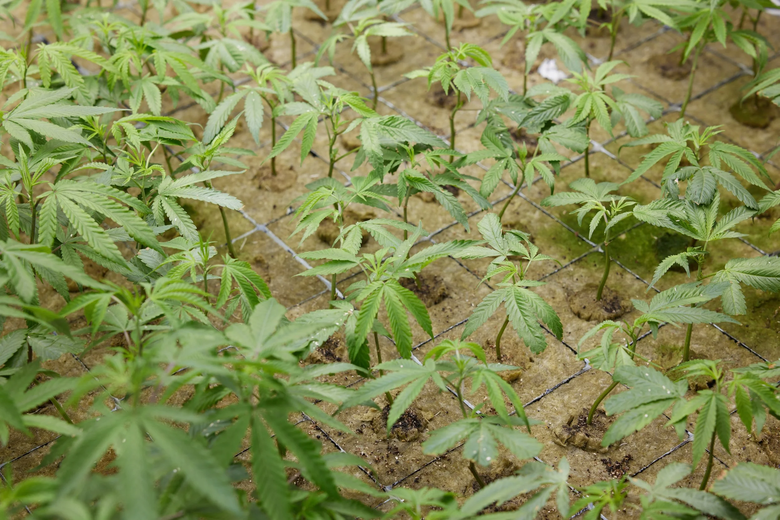 EarlyGrowStage.jpg